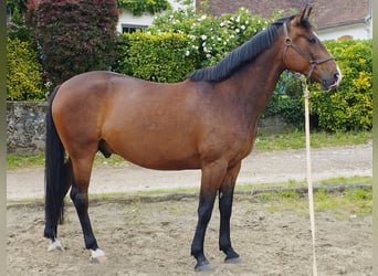 Französischer Traber, Wallach, 5 Jahre, 166 cm, Brauner