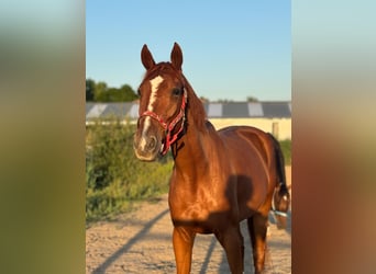 Französischer Traber, Wallach, 5 Jahre, 167 cm, Fuchs