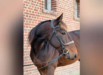 Französischer Traber, Wallach, 5 Jahre, 169 cm, Schwarzbrauner