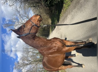Französischer Traber, Wallach, 5 Jahre, 172 cm, Brauner