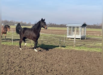 Französischer Traber, Wallach, 5 Jahre, 176 cm, Dunkelbrauner