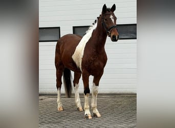 Französischer Traber, Wallach, 6 Jahre, 158 cm, Schecke