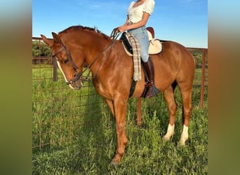 Französischer Traber, Wallach, 6 Jahre, 164 cm, Fuchs