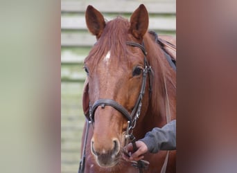 Französischer Traber, Wallach, 6 Jahre, 167 cm, Fuchs