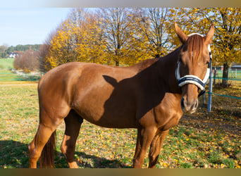 Französischer Traber, Wallach, 7 Jahre, 160 cm, Fuchs