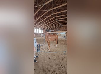 Französischer Traber, Wallach, 7 Jahre, 160 cm, Fuchs