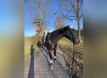 Französischer Traber, Wallach, 7 Jahre, 160 cm, Schwarzbrauner