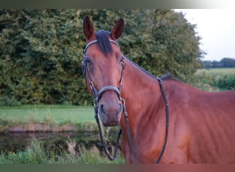 Französischer Traber, Wallach, 8 Jahre, 160 cm, Brauner