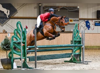 Französischer Traber, Wallach, 8 Jahre, 168 cm, Brauner