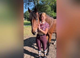 Französischer Traber, Wallach, 8 Jahre, 170 cm, Brauner