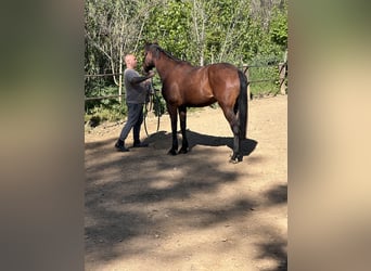Französischer Traber, Wallach, 8 Jahre