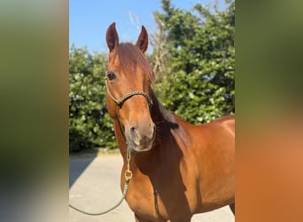 Französischer Traber, Wallach, 8 Jahre, Fuchs