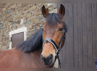 Französischer Traber, Wallach, 9 Jahre, 160 cm, Brauner