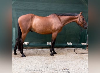 Französischer Traber, Wallach, 9 Jahre, 163 cm, Brauner