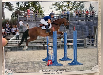 Französischer Traber, Wallach, 9 Jahre, 167 cm, Fuchs