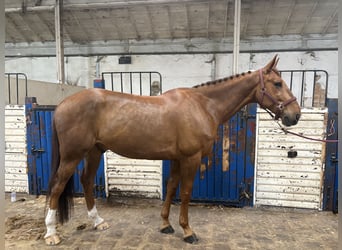 Französischer Traber, Wallach, 9 Jahre, 167 cm, Fuchs