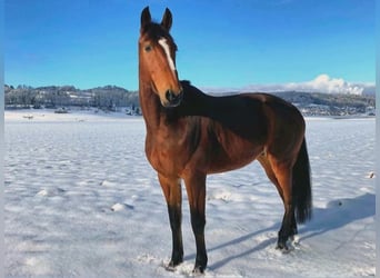 Französischer Traber, Wallach, 9 Jahre, 168 cm, Brauner