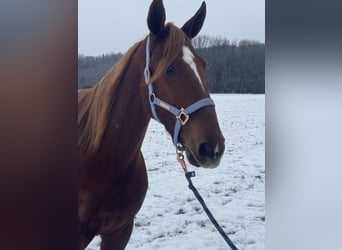 Französischer Traber, Wallach, 9 Jahre, 168 cm, Fuchs