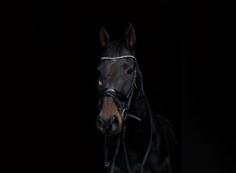Französischer Traber, Wallach, 9 Jahre, 169 cm, Dunkelbrauner