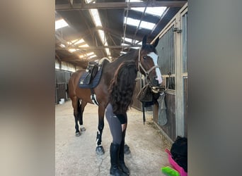 Französischer Traber, Wallach, 9 Jahre, 170 cm, Brauner