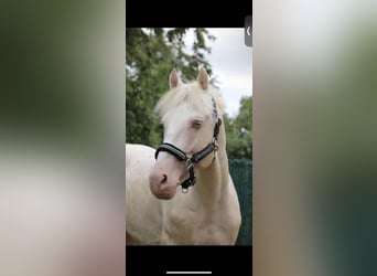 Französisches Reitpony, Hengst, 12 Jahre, 151 cm, Cremello