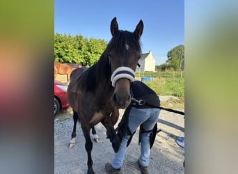 Französisches Reitpony, Hengst, 1 Jahr, 105 cm, Brauner