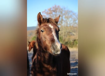 Französisches Reitpony, Hengst, 1 Jahr, 149 cm, Schimmel