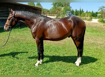 Französisches Reitpony, Hengst, 3 Jahre, 141 cm, Schwarzbrauner