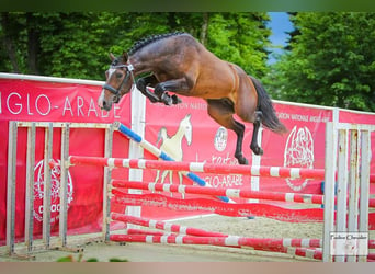 Französisches Reitpony, Hengst, 3 Jahre, 148 cm, Schwarzbrauner