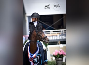 Französisches Reitpony, Hengst, 5 Jahre, 144 cm, Brauner