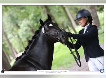 Französisches Reitpony, Hengst, 5 Jahre, 148 cm, Rappe