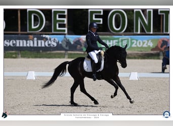 Französisches Reitpony, Hengst, 5 Jahre, 148 cm, Rappe