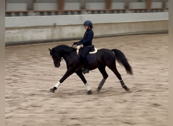 Französisches Reitpony, Hengst, 5 Jahre, 148 cm, Rappe