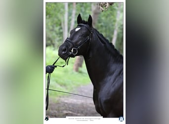 Französisches Reitpony, Hengst, 5 Jahre, 148 cm, Rappe