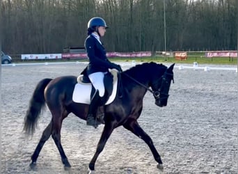Französisches Reitpony, Hengst, 5 Jahre, 148 cm, Rappe