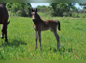Französisches Reitpony, Hengst, Fohlen (04/2026), 148 cm, Dunkelbrauner