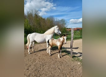 Französisches Reitpony, Hengst, Fohlen (03/2026), Tobiano-alle-Farben