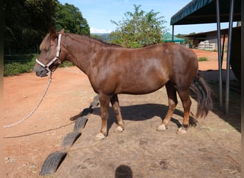 Französisches Reitpony Mix, Stute, 10 Jahre, 130 cm, Fuchs