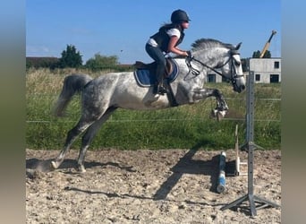 Französisches Reitpony, Stute, 11 Jahre, 146 cm, Apfelschimmel