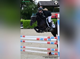 Französisches Reitpony, Stute, 11 Jahre, 148 cm, Dunkelbrauner