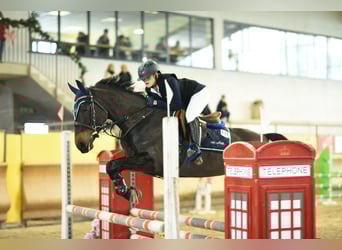 Französisches Reitpony, Stute, 11 Jahre, 149 cm, Dunkelbrauner