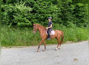 Französisches Reitpony, Stute, 12 Jahre, 152 cm, Fuchs