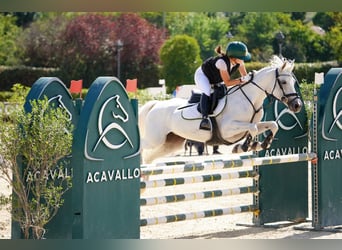 Französisches Reitpony, Stute, 14 Jahre, 148 cm, Schimmel