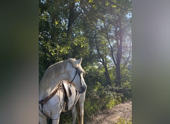 Französisches Reitpony Mix, Stute, 16 Jahre, 160 cm, Fliegenschimmel