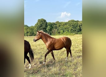 Französisches Reitpony, Stute, 1 Jahr, 148 cm, Dunkelfuchs