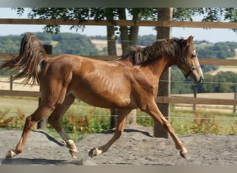 Französisches Reitpony, Stute, 1 Jahr, Rotfuchs