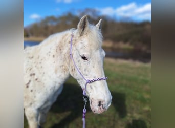 Französisches Reitpony, Stute, 26 Jahre, 129 cm, Schimmel