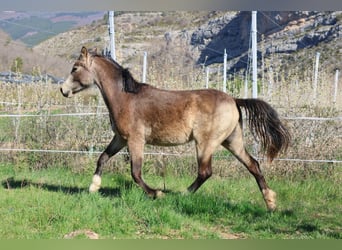 Französisches Reitpony, Stute, 2 Jahre, 148 cm, Falbe