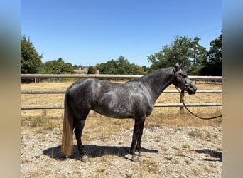 Französisches Reitpony, Stute, 3 Jahre, 143 cm, Apfelschimmel