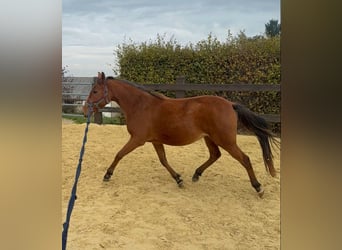 Französisches Reitpony, Stute, 3 Jahre, 146 cm